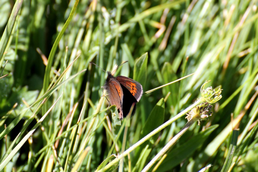 Erebia epiphron? S